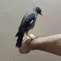 جوجه مرغ مینا شاه تخم سری اول. 3 ماهه. پلتخور