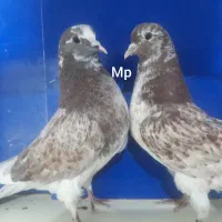 کبوتر جوجه شمرونی