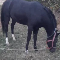 نریان یخته باری