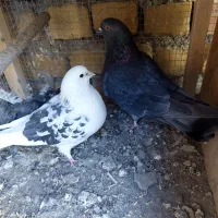 یک جفت کبوتر با جوجه