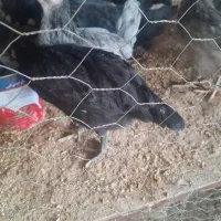 نیمچه باری اصل محلی|حیوانات مزرعه|خورموج, |دیوار