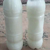 شیرالاغدوشیدن درحضورمشتری|حیوانات مزرعه|قرچک, باقرآباد|دیوار