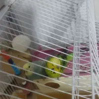 مرغ عشق|پرنده|محمدیه-قزوین, |دیوار