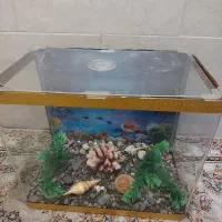 اگواریوم شرکتی|ماهی|شیراز, آزادگان|دیوار