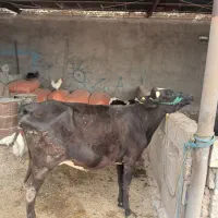 گاوجرسی باگوساله ماده