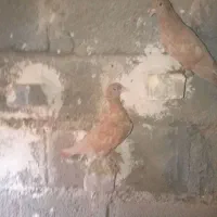 کفتر|پرنده|کرمان, |دیوار