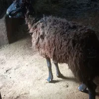 گوسفند