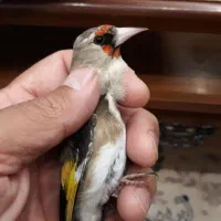 سهره دو رگ قفسی
