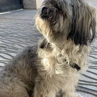 سگ پا کوتاه