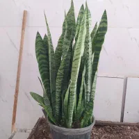 گل و گیاه سانسوریا ابلق|گل و گیاه طبیعی|اهواز, سیصد دستگاه|دیوار