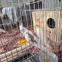 عروس هلندی آلبینو دوکت و لوتینو تاج بلند