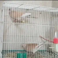 سه جفت پرنده زینتی خوشگل