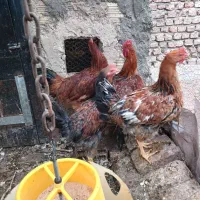 فروش خروس ومرغ|پرنده|بیرجند, |دیوار