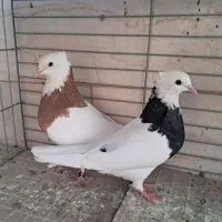 طوقی و پشتار|پرنده|اردکان, |دیوار
