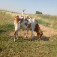 گوساله جوان چاق قصابی|حیوانات مزرعه|گتوند, |دیوار