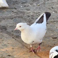 کبوتر دم قهوه ای|پرنده|بیجار, |دیوار