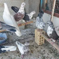 ۵جفت نروماده