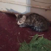 واگذاری گربه|گربه|بجنورد, |دیوار