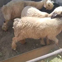 بره میش کهره بز چاق|حیوانات مزرعه|شیراز, داریون|دیوار