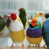 فنچ گلدین|پرنده|کرمان, |دیوار