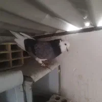 معاوضه کبوتر