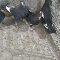 مینا‌سیاه
