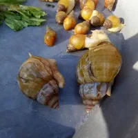 حلزون|خزنده|کرمان, |دیوار