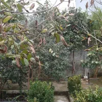 اجاره-ویلای-300-متری-دنج-و-با-صفا