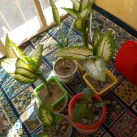 گل مجلسی