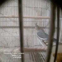 عروس هلندی|پرنده|خسروشاه, |دیوار