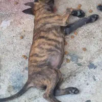 سگ مالینویز وداچ توله ۳ ماه واگذاری|سگ|تهران, امین حضور|دیوار