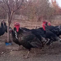 بوقلمون نر وماده تا فردا شب دانه یک ملیون|حیوانات مزرعه|گلمکان, |دیوار