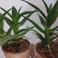 تعدادی گل برای فروش گل بزرگ بنجامین