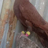 کبوتر سرخ نر رنگ خون