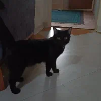 گربه سیاه دی است اچ