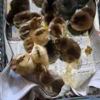 جوجه محلی یک روزه