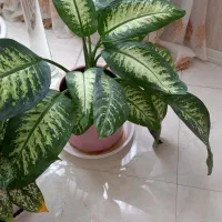 گلهای زیبا و آپارتمانی|گل و گیاه طبیعی|فردیس, شهرک وحدت|دیوار