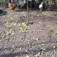 مرغ و خروس سنگین|حیوانات مزرعه|چاف و چمخاله, |دیوار