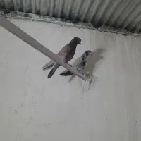 فروش ۳تا کبوتر نر