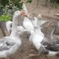 قوغاز دوماهه
