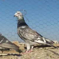 کبوتر گرفتنی و جوانه|پرنده|سبزوار, پاسداران|دیوار