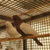 کبوتر سینه و دم چتری شامپیون جکسون