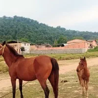 اسب
