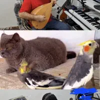 باغلاما دسته بلند هناره