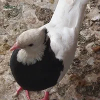 کبوتر طوقی ماده + فروش تعدادی کبوتر بصورت جمله ای