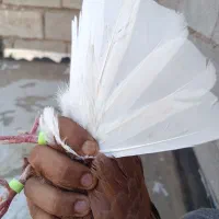 اهواز شیبان