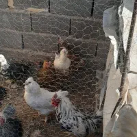 فروش تعدادی مرغ وخروس گلین