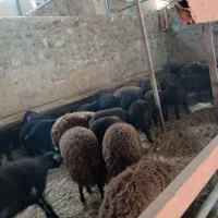 بره وقوع ومیش همو وهترو
