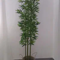 درختچه های بامبو|گل مصنوعی|رشت, نظری|دیوار