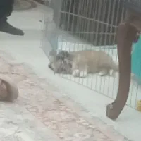 سگ شیتزو خالص بسیار باهوش و زرنگ